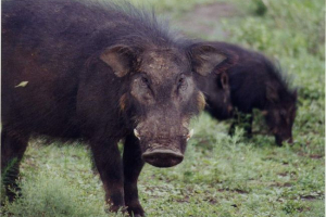 Duża świnia lasowa Duża świnia lasowa